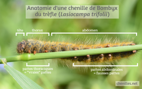 Anatomie d'une chenille de Bombyx du trèfle (Lasiocampa trifolii) (1)