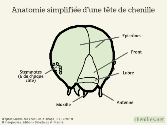 Anatomie simplifiée d'une tête de chenille.png