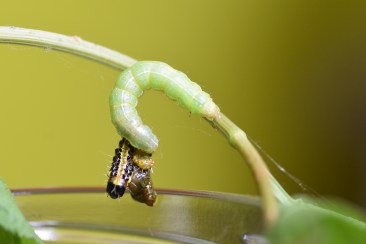 PIC_7144 - Copie.JPG