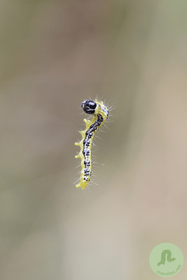 Cydalima perspectalis (1)