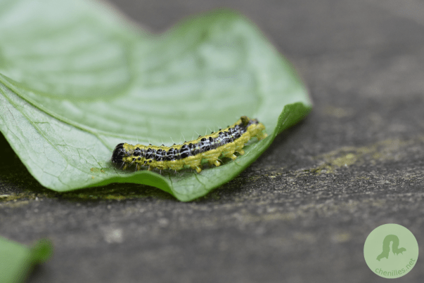 Cydalima perspectalis (3)