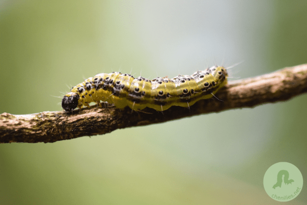 Cydalima perspectalis