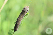 Sphinx de la vigne (1)