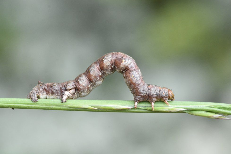 Quelques éléments à prendre en compte pour identifier une chenille — free download