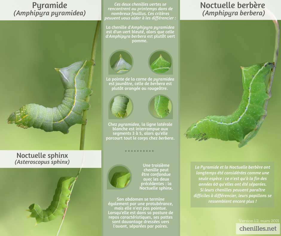 Trois autres chenilles