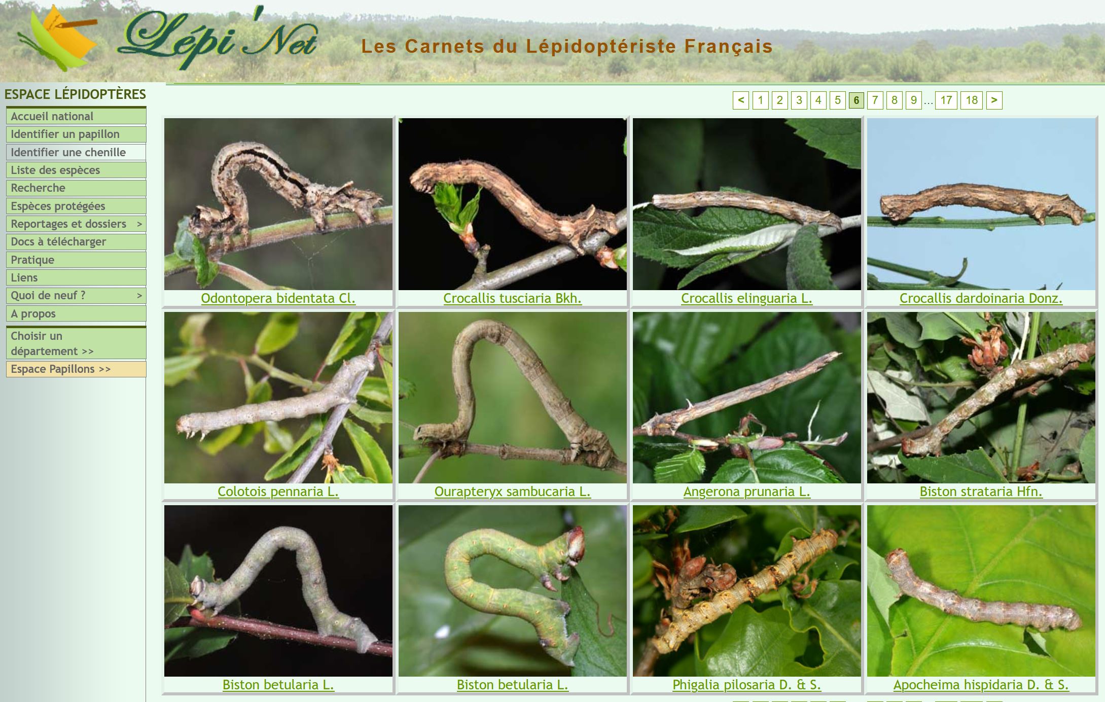 Ouvrages et outils en ligne pour identifier les chenilles Les — free download