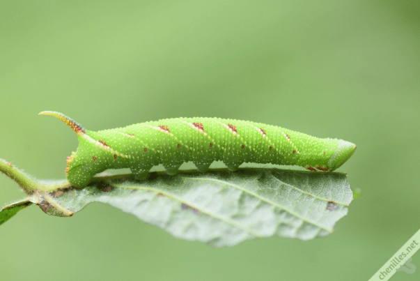 Les chenilles avec un « dard ou une « corne sont-elles dangereuses