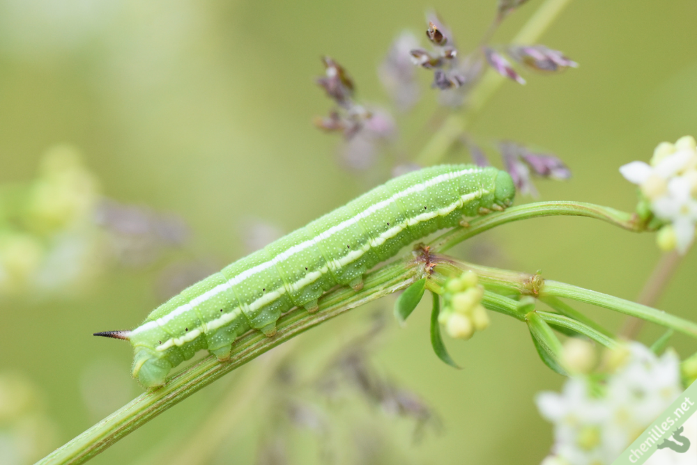 Les chenilles avec un « dard ou une « corne sont-elles dangereuses