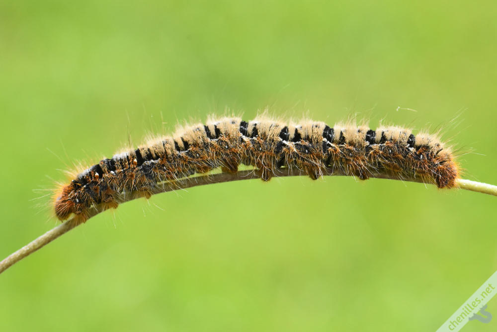 Chenille Bombyx Du Chene