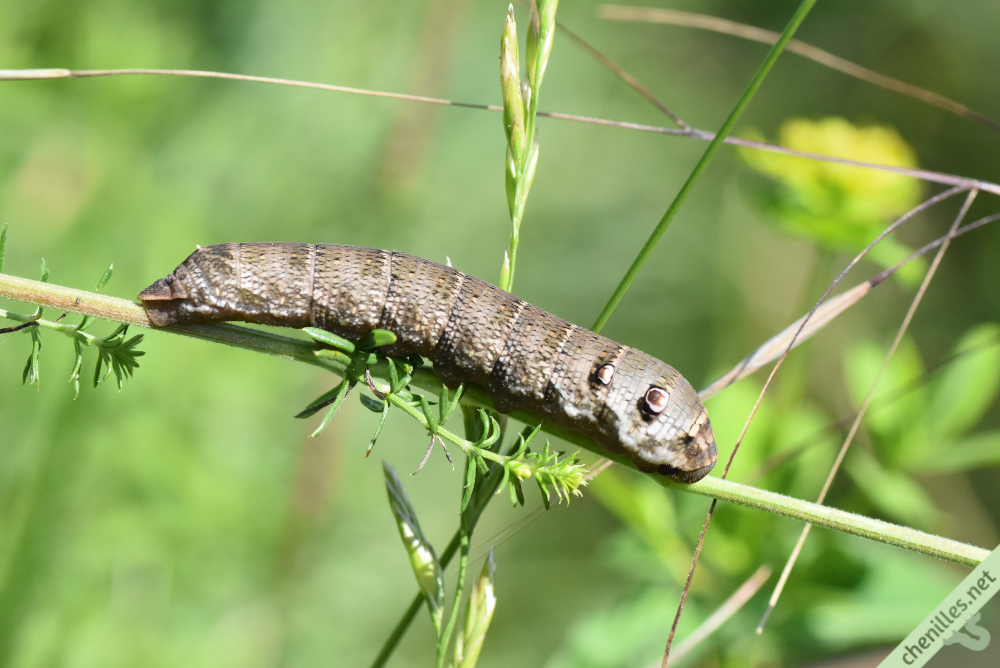 Les chenilles avec un « dard ou une « corne sont-elles dangereuses