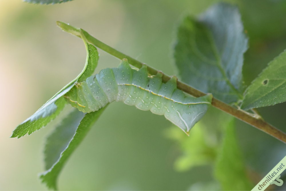 Les chenilles avec un « dard ou une « corne sont-elles dangereuses