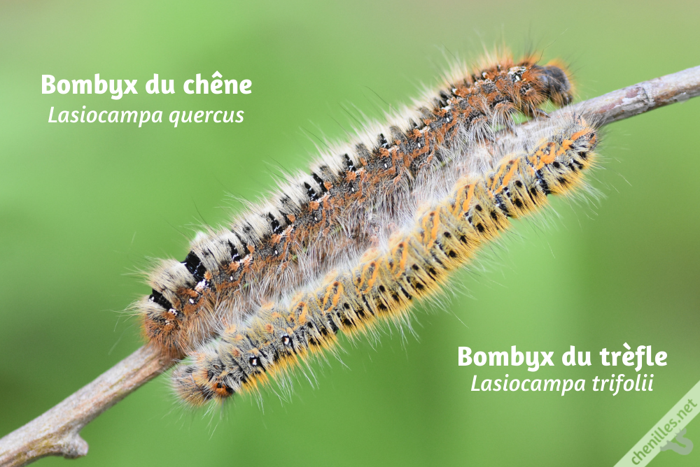 Chenille Bombyx Du Chene