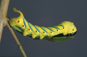 © Frits Bink | Saxifraga