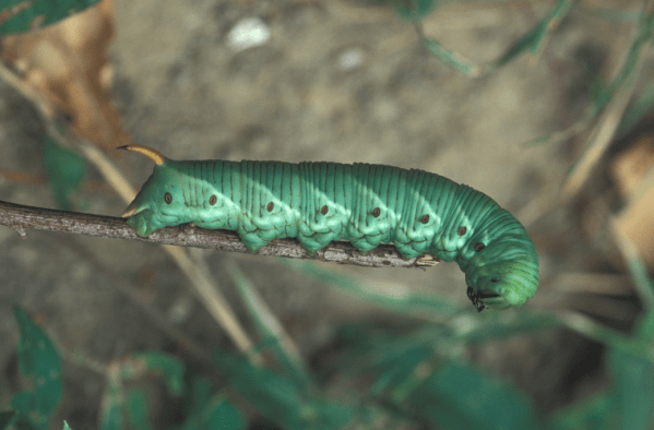 Les chenilles avec un « dard ou une « corne sont-elles dangereuses