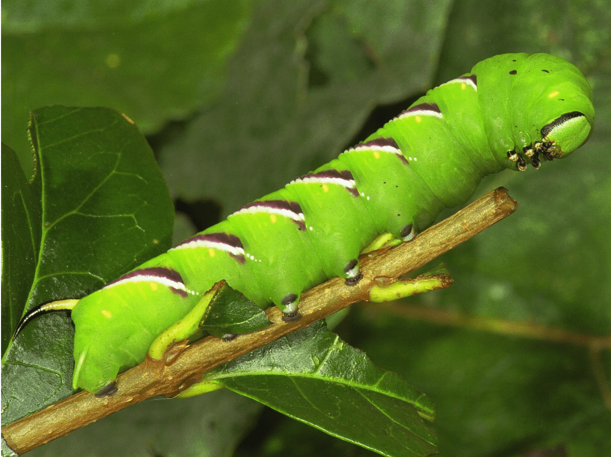 Chenille Verte Avec Dard