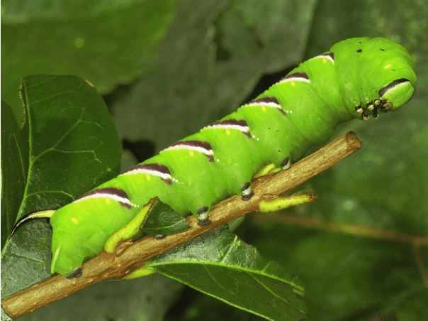 Les chenilles avec un « dard ou une « corne sont-elles dangereuses