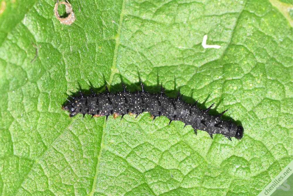 Le Paon du jour (Aglais io) Les chenilles de nos jardins — free download