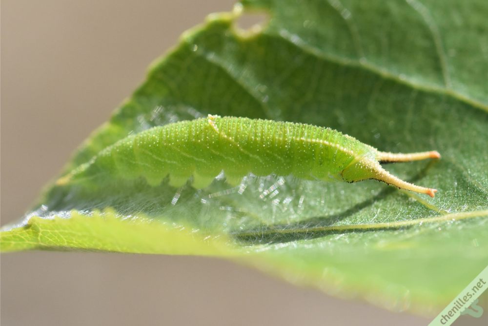 Les chenilles avec un « dard ou une « corne sont-elles dangereuses