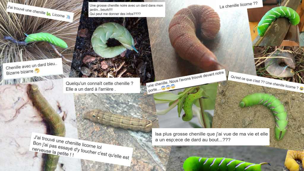 Les chenilles avec un « dard ou une « corne sontelles dangereuses — free download