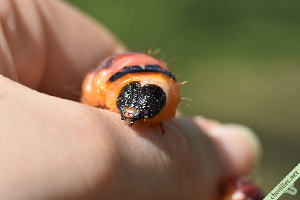 Le Cossus gâte-bois (Cossus cossus) | Les chenilles de nos jardins