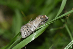 Le Cossus gâte-bois (Cossus cossus) | Les chenilles de nos jardins