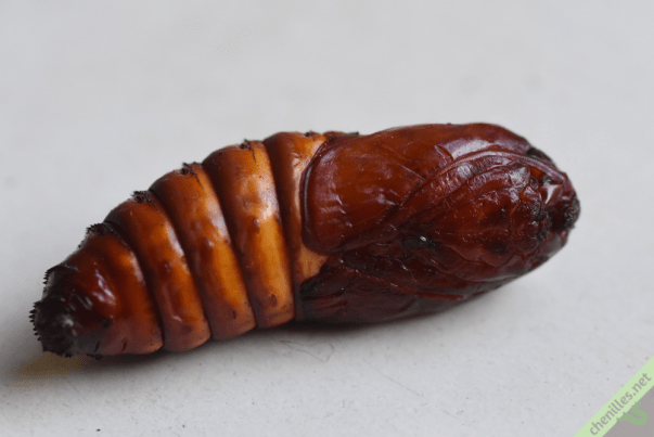 Le Cossus gâte-bois (Cossus cossus) | Les chenilles de nos jardins