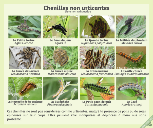 Chenilles non urticantes