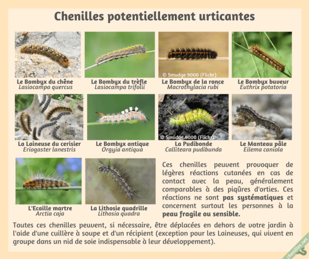 Chenilles potentiellement urticantes