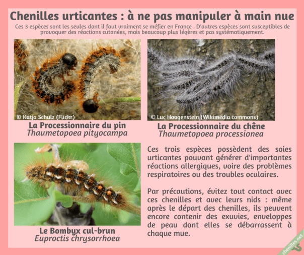 Chenilles urticantes