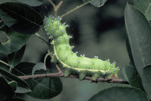 Chenille du Grand paon de nuit. Photo © Saxifraga | Frits Bink