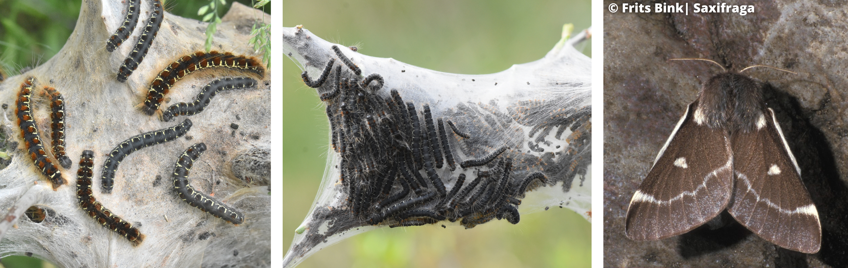 La Laineuse du cerisier