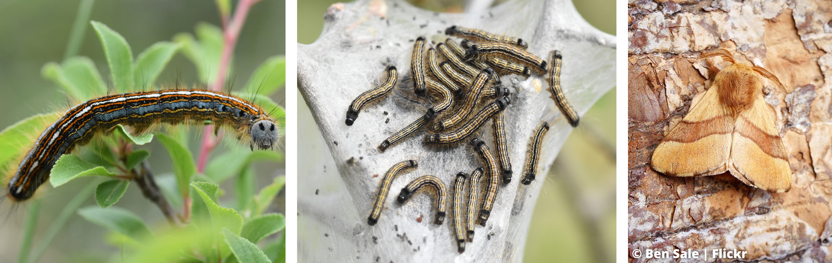 La Livrée des arbres