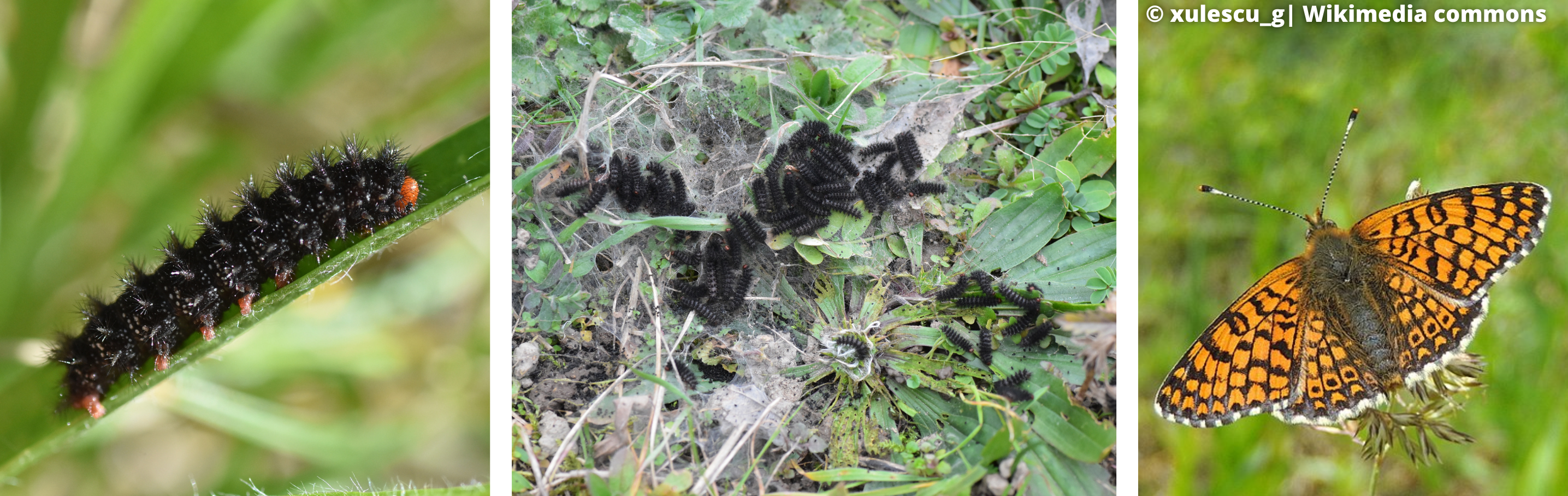 La Mélitée du plantain