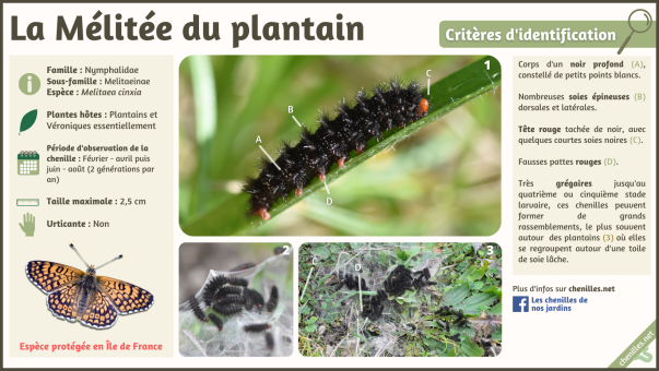 La Mélitée du plantain