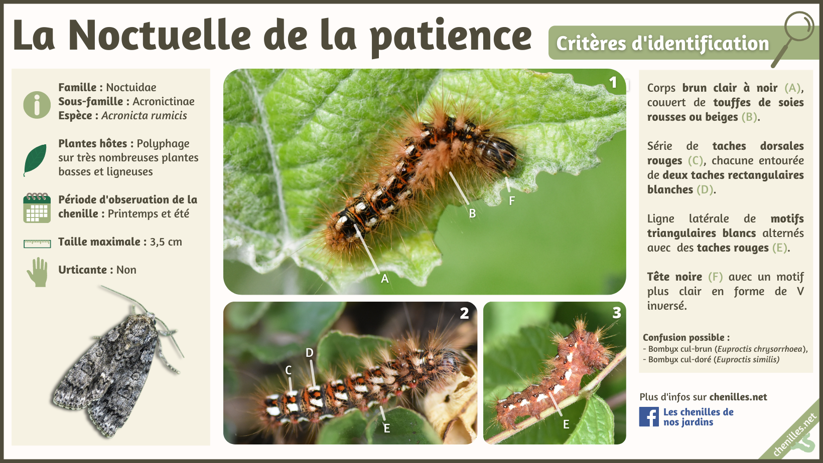 La Noctuelle de la patience