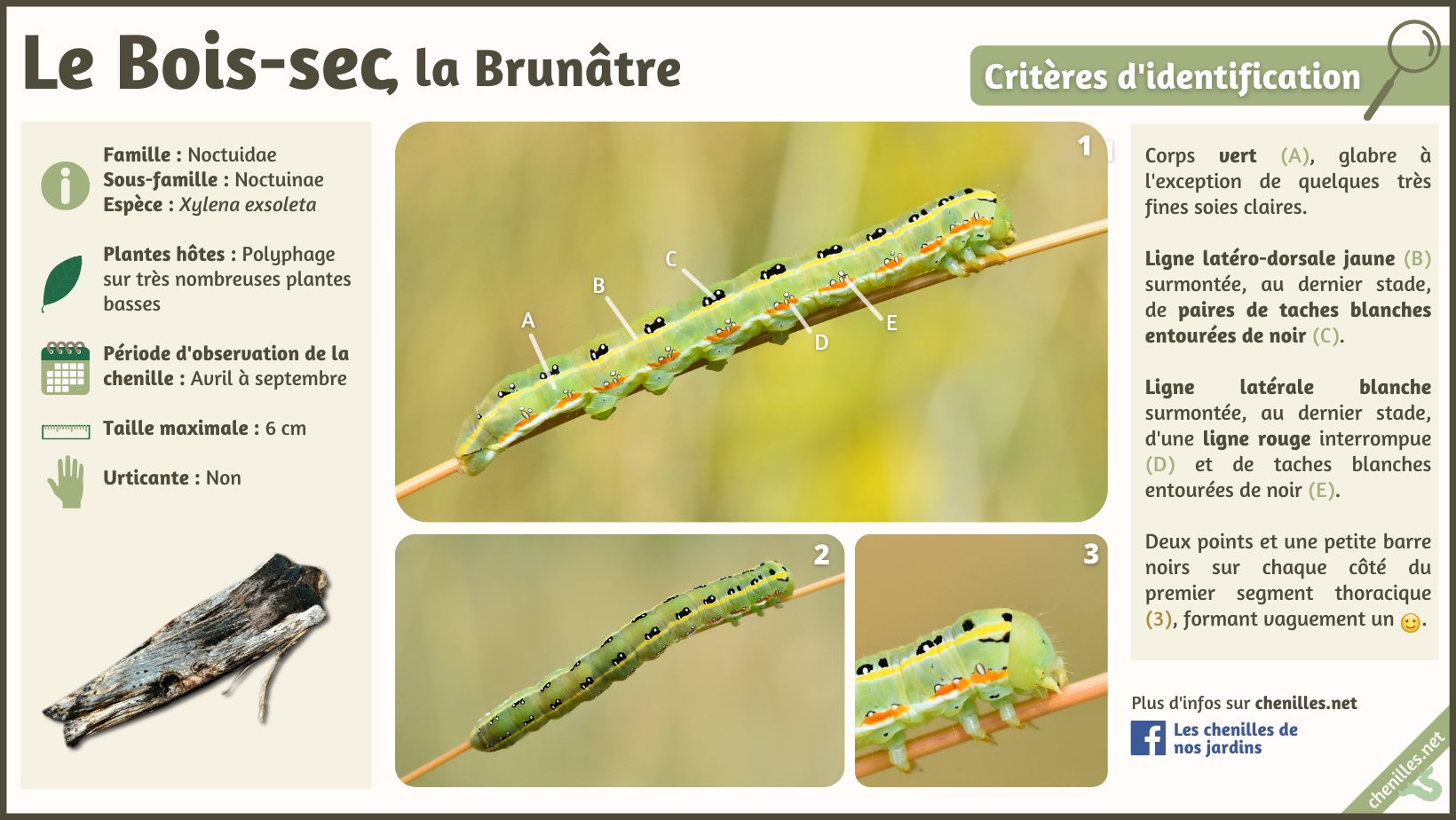 Le Boissec (Xylena exsoleta) Les chenilles de nos jardins — free download