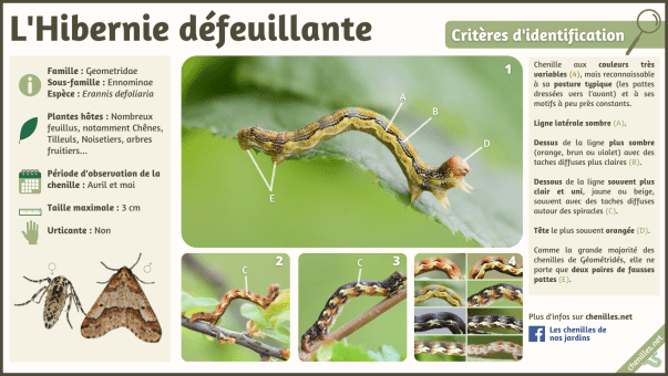 L'Hibernie défeuillante