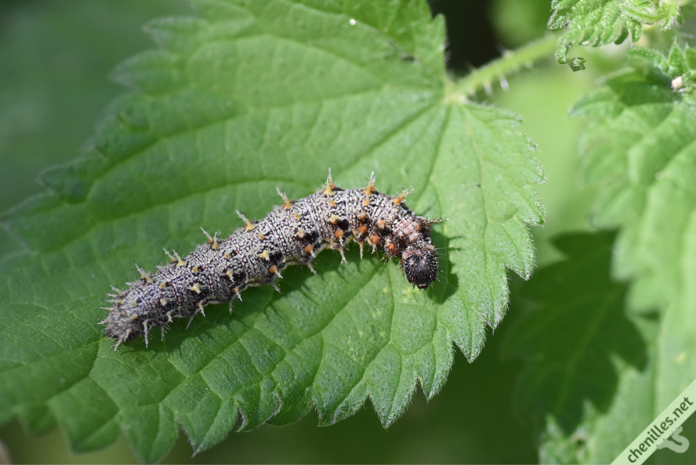 Chenille Dans Le Jardin