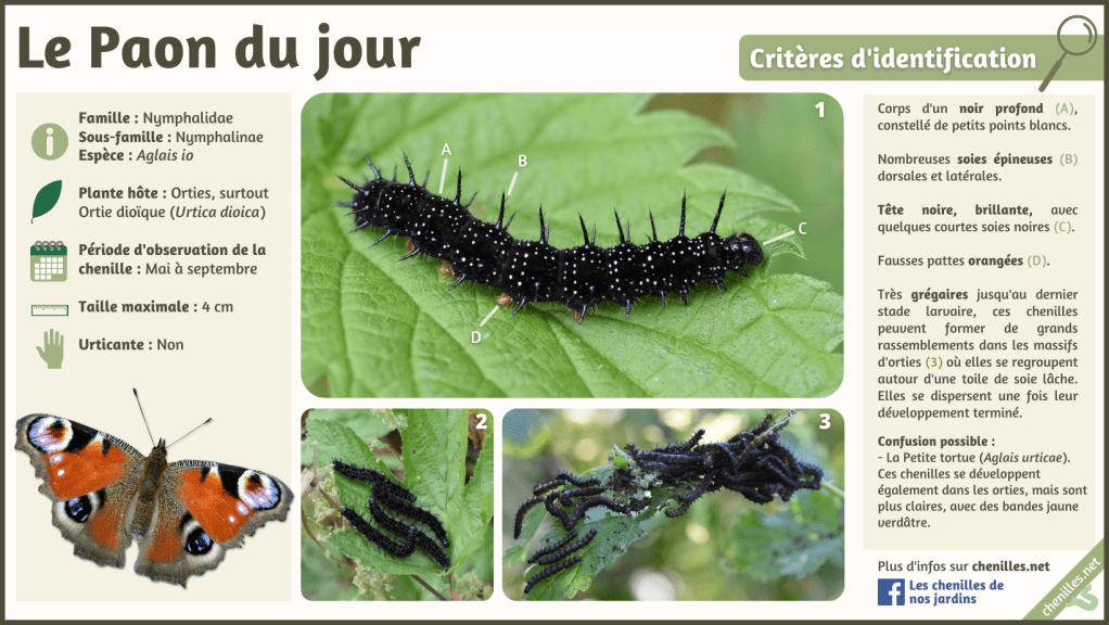 Le Paon du jour (Aglais io) Les chenilles de nos jardins — free download