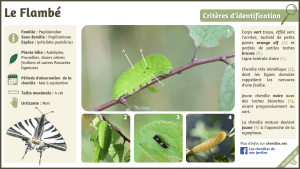 le-flamb-iphiclides-podalirius-les-chenilles-de-nos-jardins