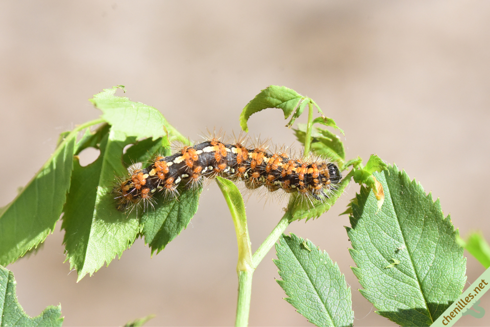 Chenille Dans Le Jardin