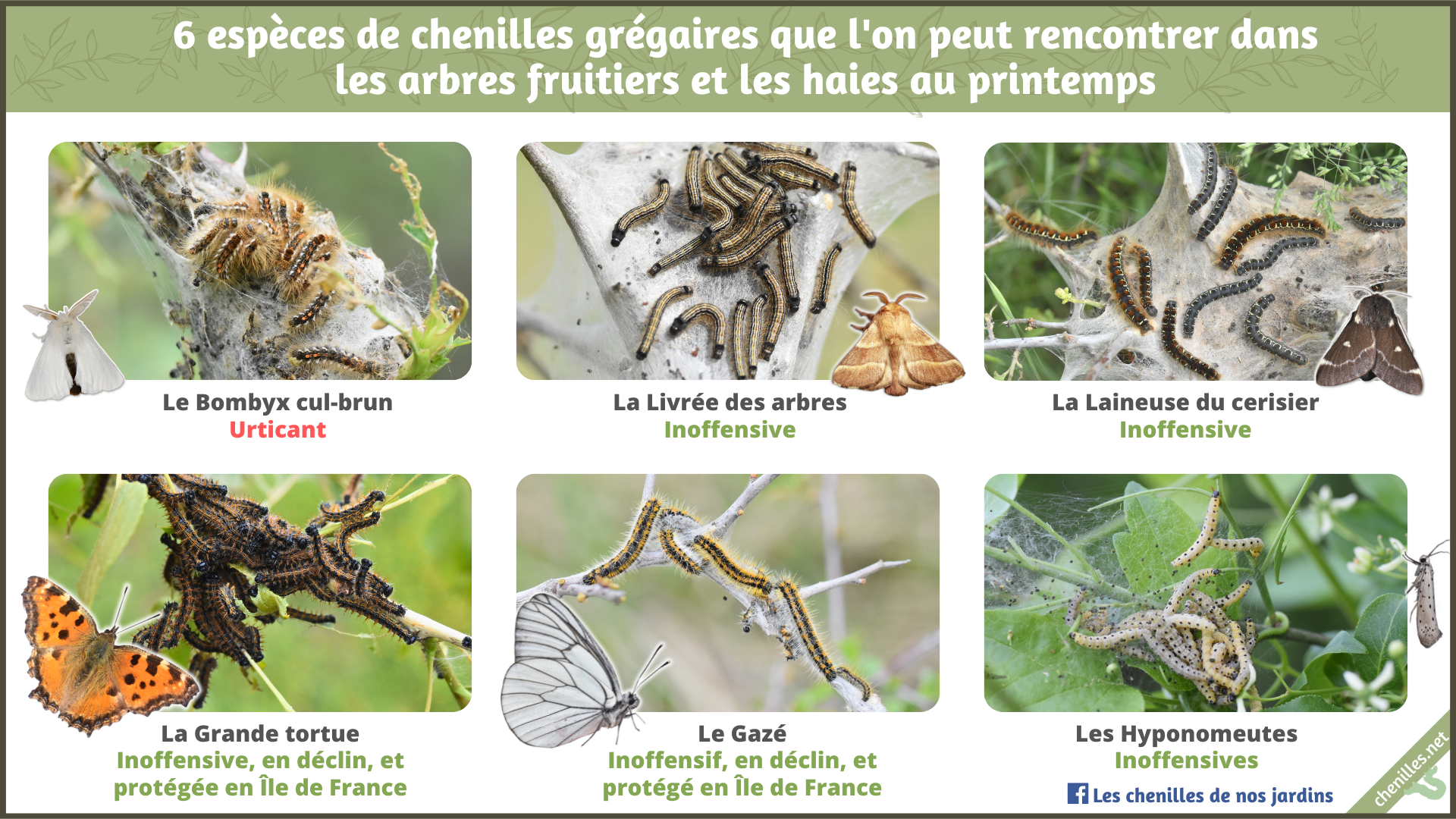 Fiche fruitiers paysage