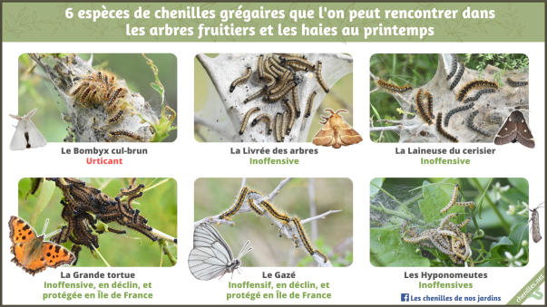 Fiche fruitiers paysage