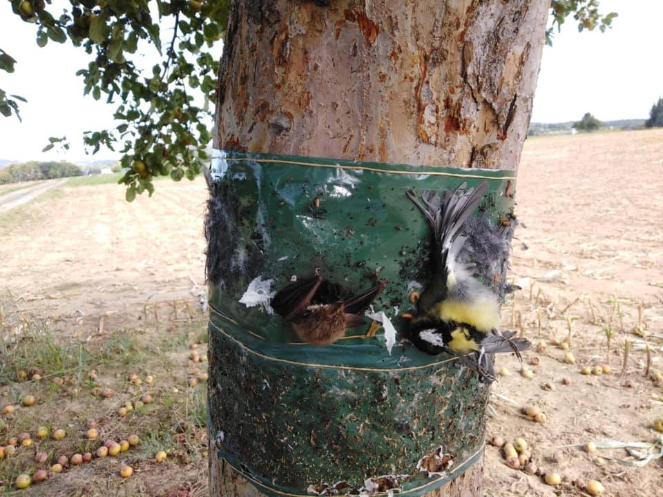 119835689_3242877309122864_2427675722984553432_n